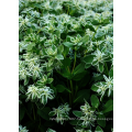 Asian garden indoesnisa Snow on the mountain Euphorbia seeds flower seeds for growing